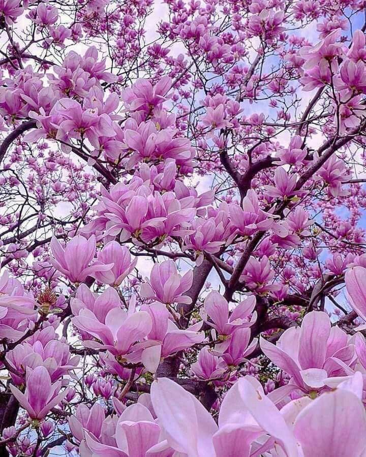 Serene Sonata of Winter Florals